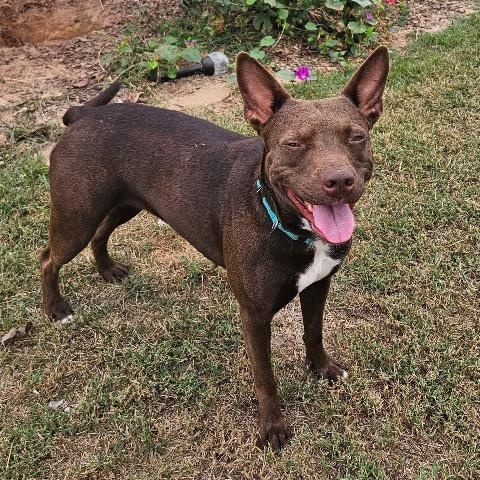 Enlarge Freya, a Adoptable mixed breed in Chelmsford, MA image 4/5