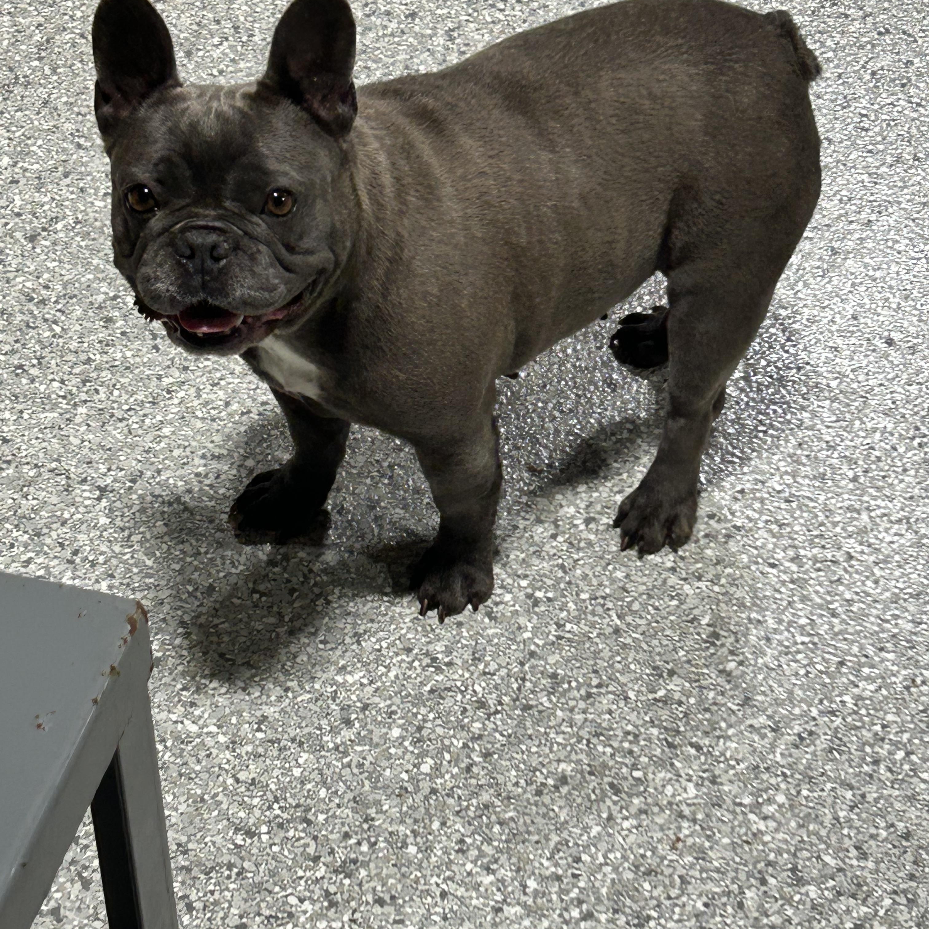 Fantastic dog. Mika, Adoptable, Adult Female French Bulldog.