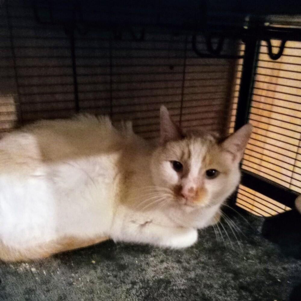 Enlarge Oatsie, a Adopted mixed breed in Thatcher, AZ image 1/1