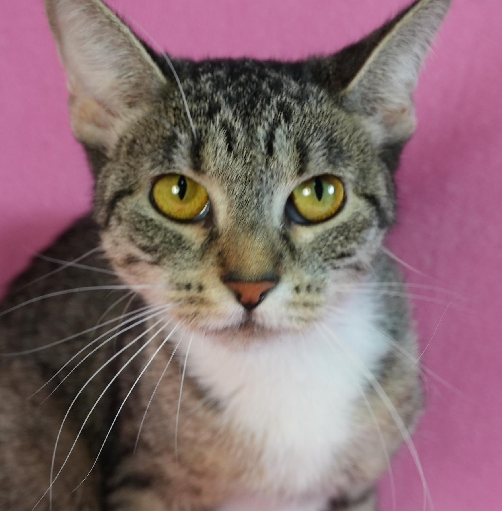 Enlarge Maisie, a Adoptable Domestic Short Hair in Minneapolis, MN image 1/6