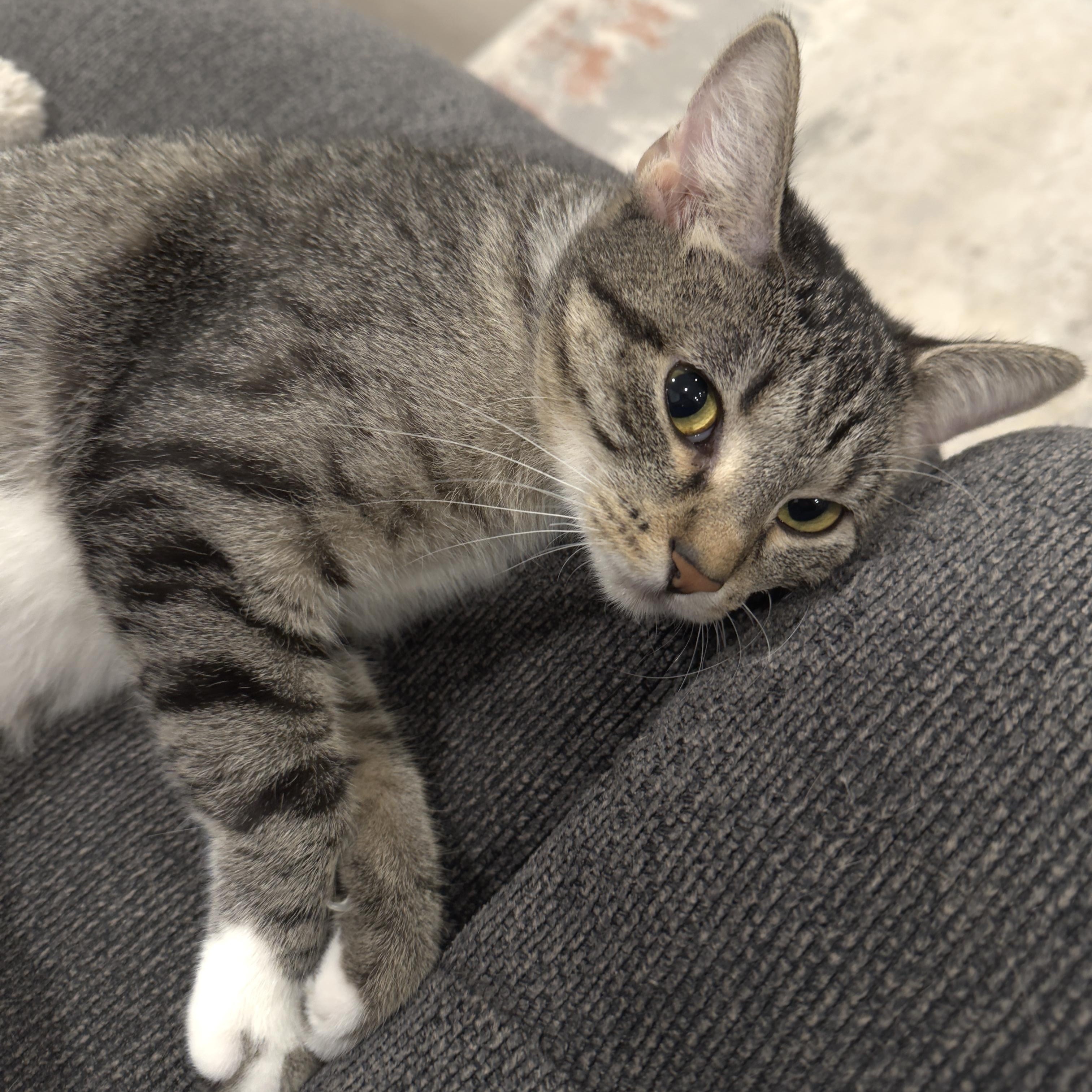 Enlarge Maisie, a Adoptable Domestic Short Hair in Minneapolis, MN image 2/6