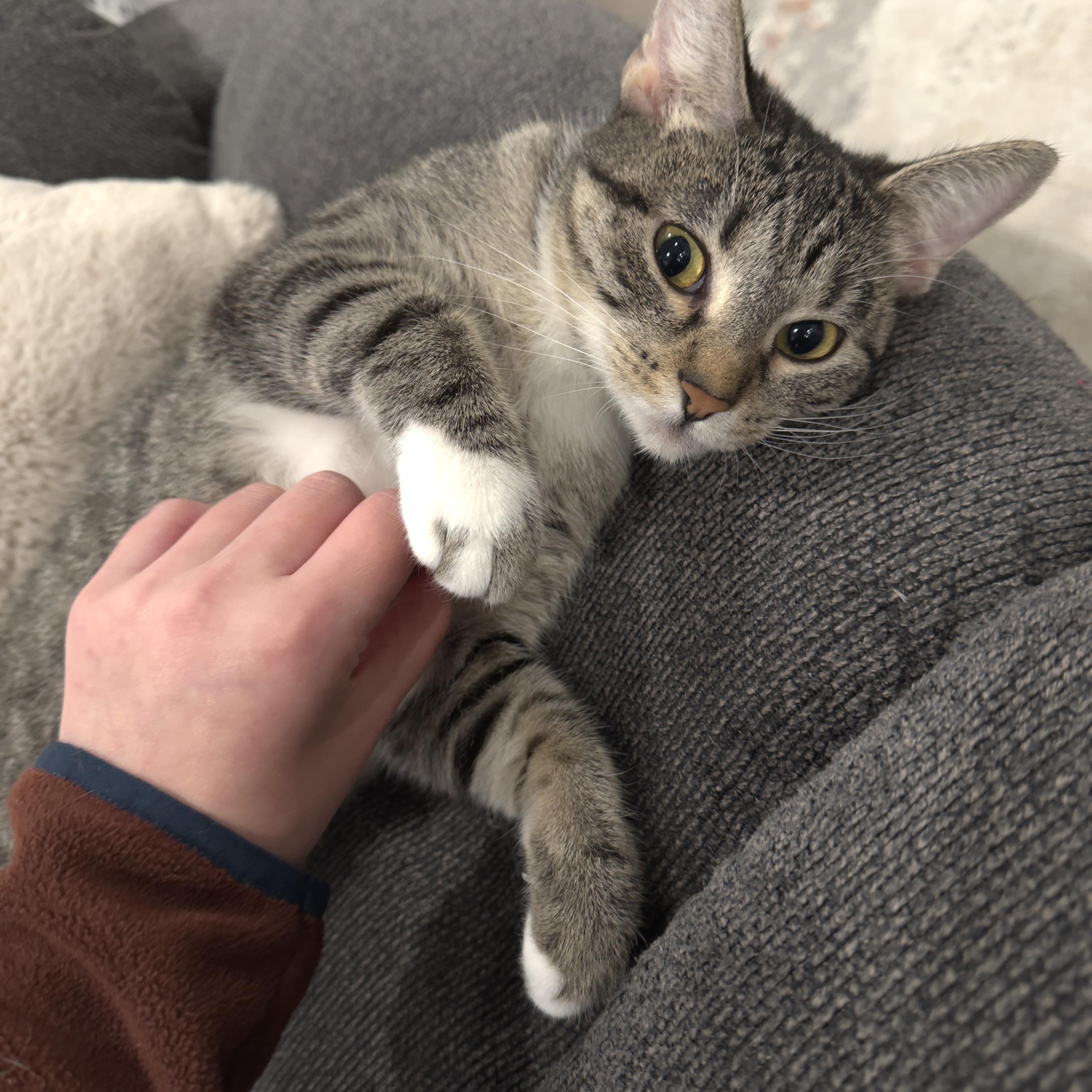 Enlarge Maisie, a Adoptable Domestic Short Hair in Minneapolis, MN image 3/6