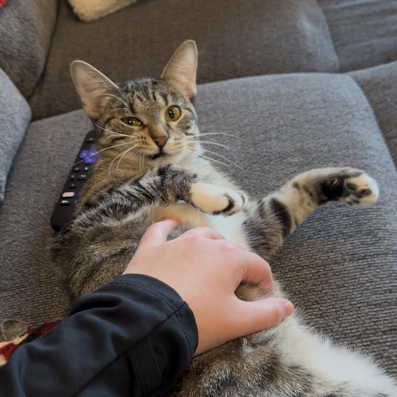 Enlarge Maisie, a Adoptable Domestic Short Hair in Minneapolis, MN image 4/6