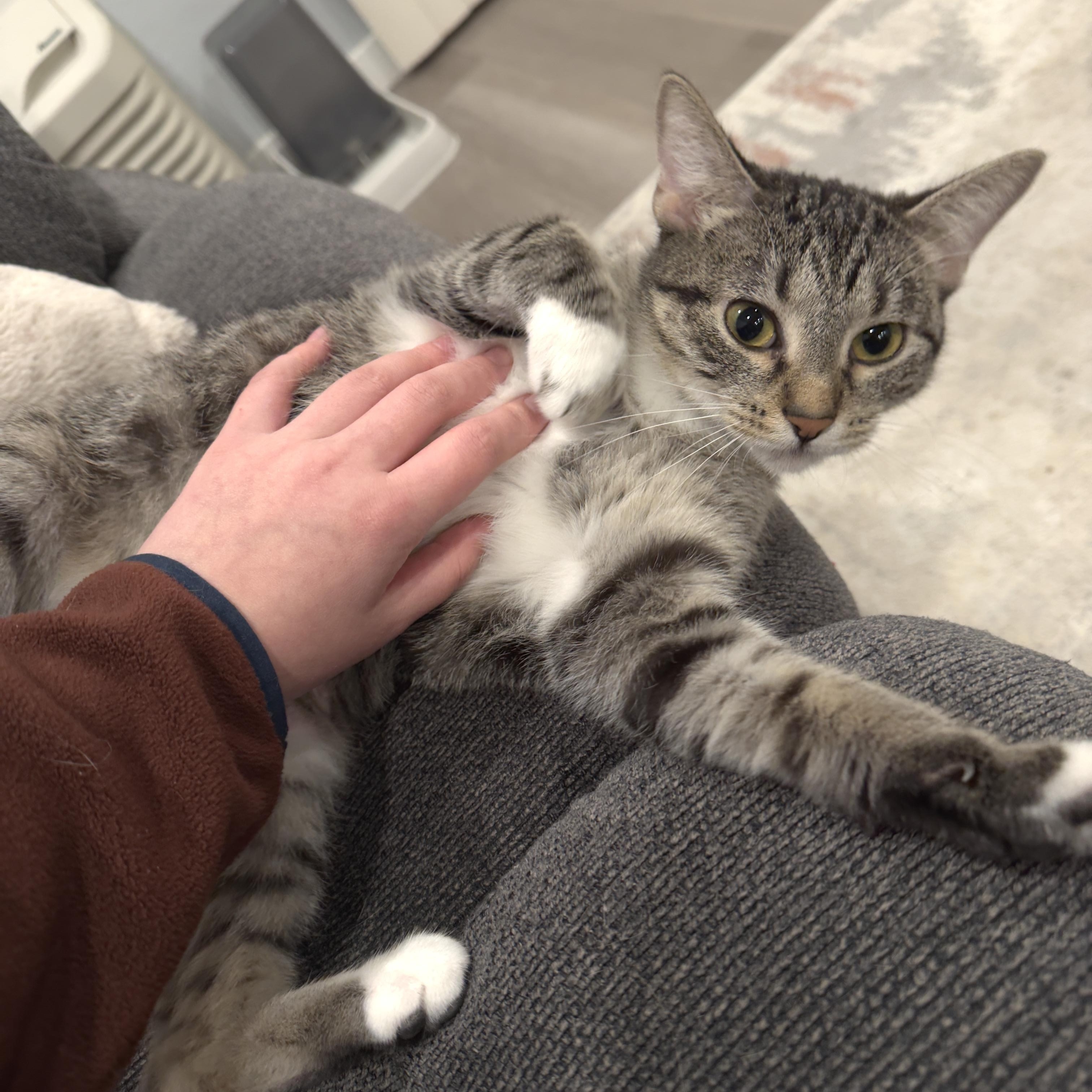 Enlarge Maisie, a Adoptable Domestic Short Hair in Minneapolis, MN image 5/6