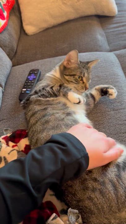 Enlarge Maisie, a Adoptable Domestic Short Hair in Minneapolis, MN video 6/6