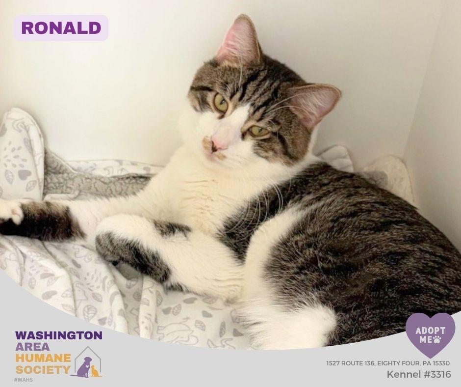 Ronald, Adoptable, Adult Male Domestic Medium Hair.