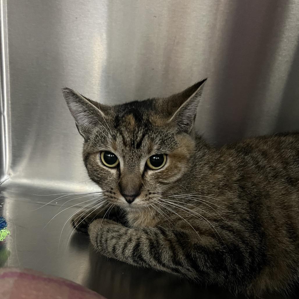 Tabby, Adoptable, Young Female Domestic Short Hair.