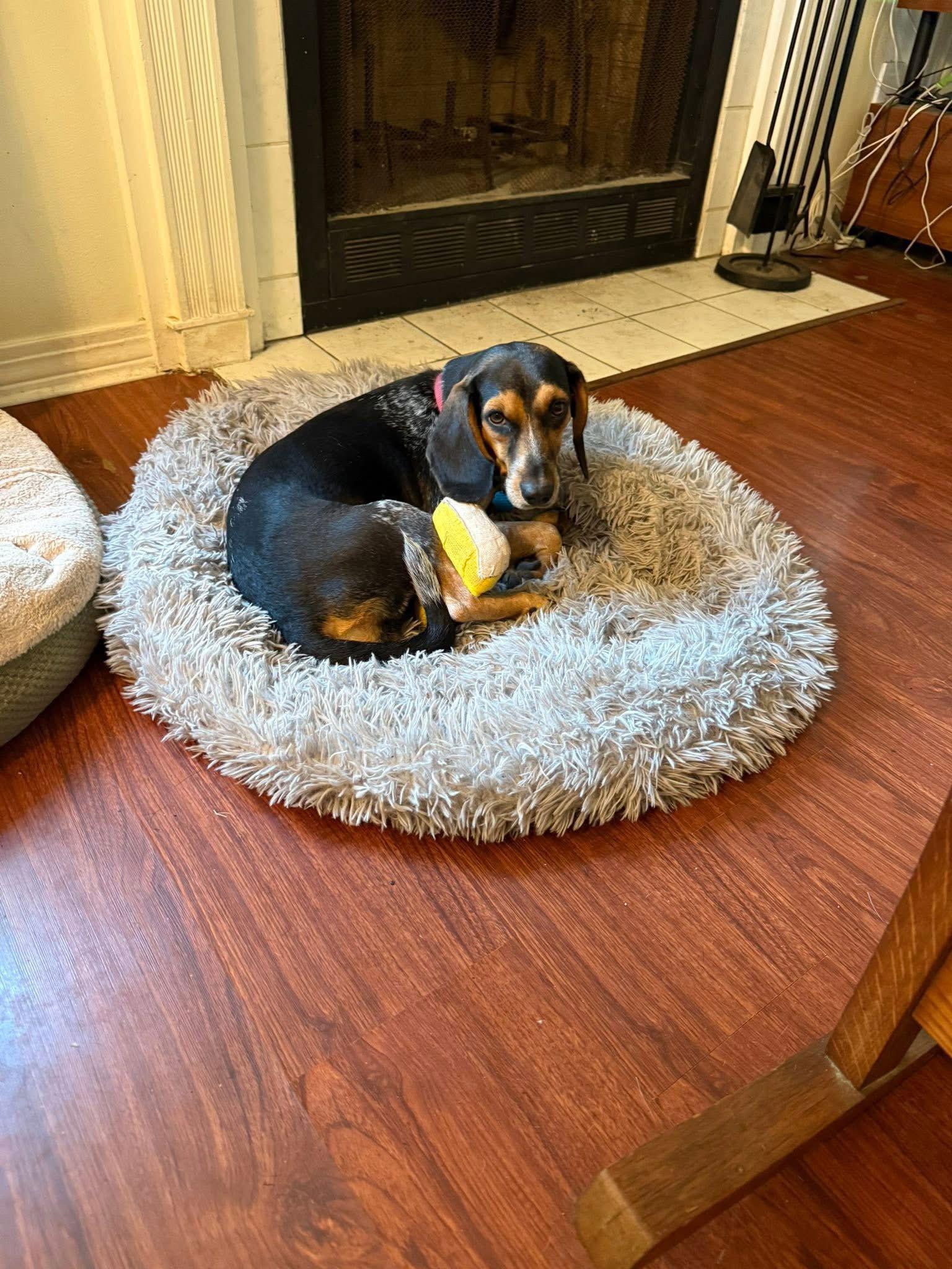 Fancy Girl, Adoptable, Adult Female Beagle.