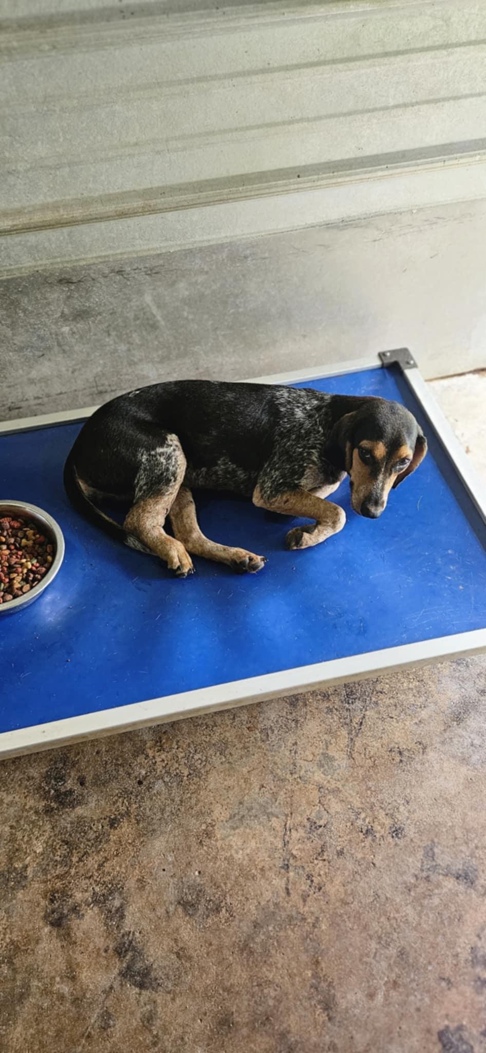 Enlarge Fancy Girl, a Adoptable Beagle in Tampa, FL image 2/3