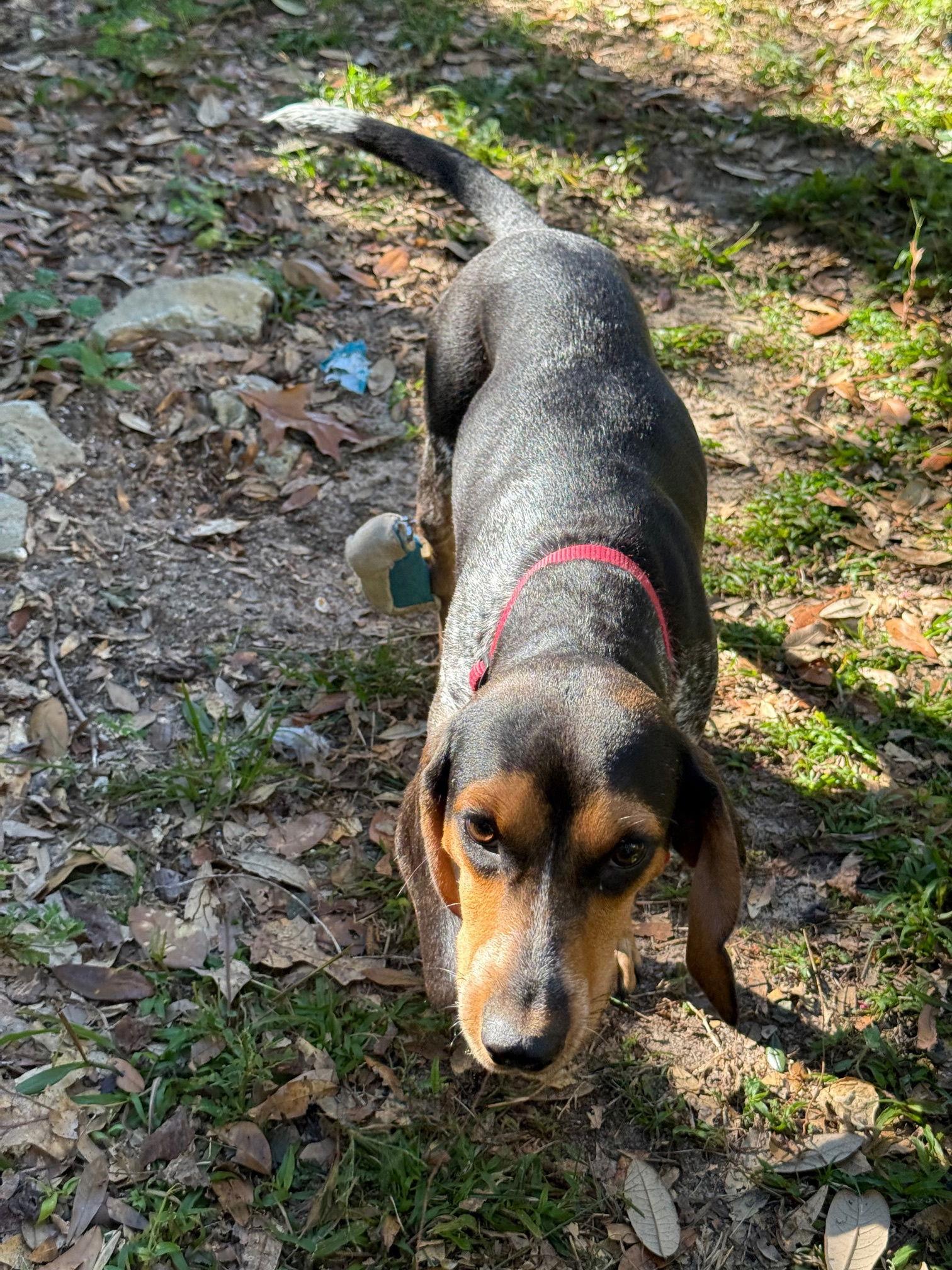 Enlarge Fancy Girl, a Adoptable Beagle in Tampa, FL image 3/3