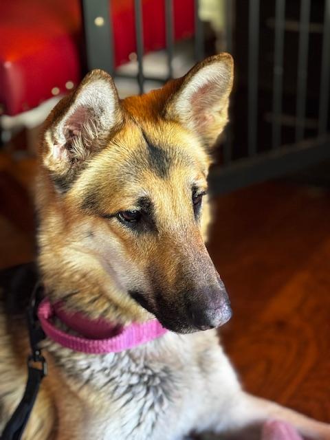 Enlarge Bee Litter: Honey, a Adopted German Shepherd Dog in Vancouver, WA image 1/1