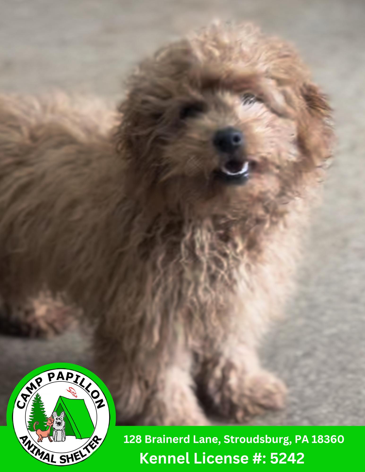Rueben, Adopted, Young Male Cavalier King Charles Spaniel & Poodle.