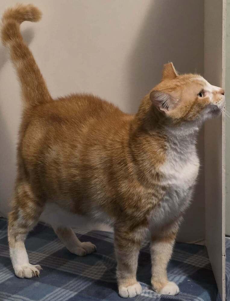 Vanessa, Adoptable, Adult Female Domestic Short Hair.