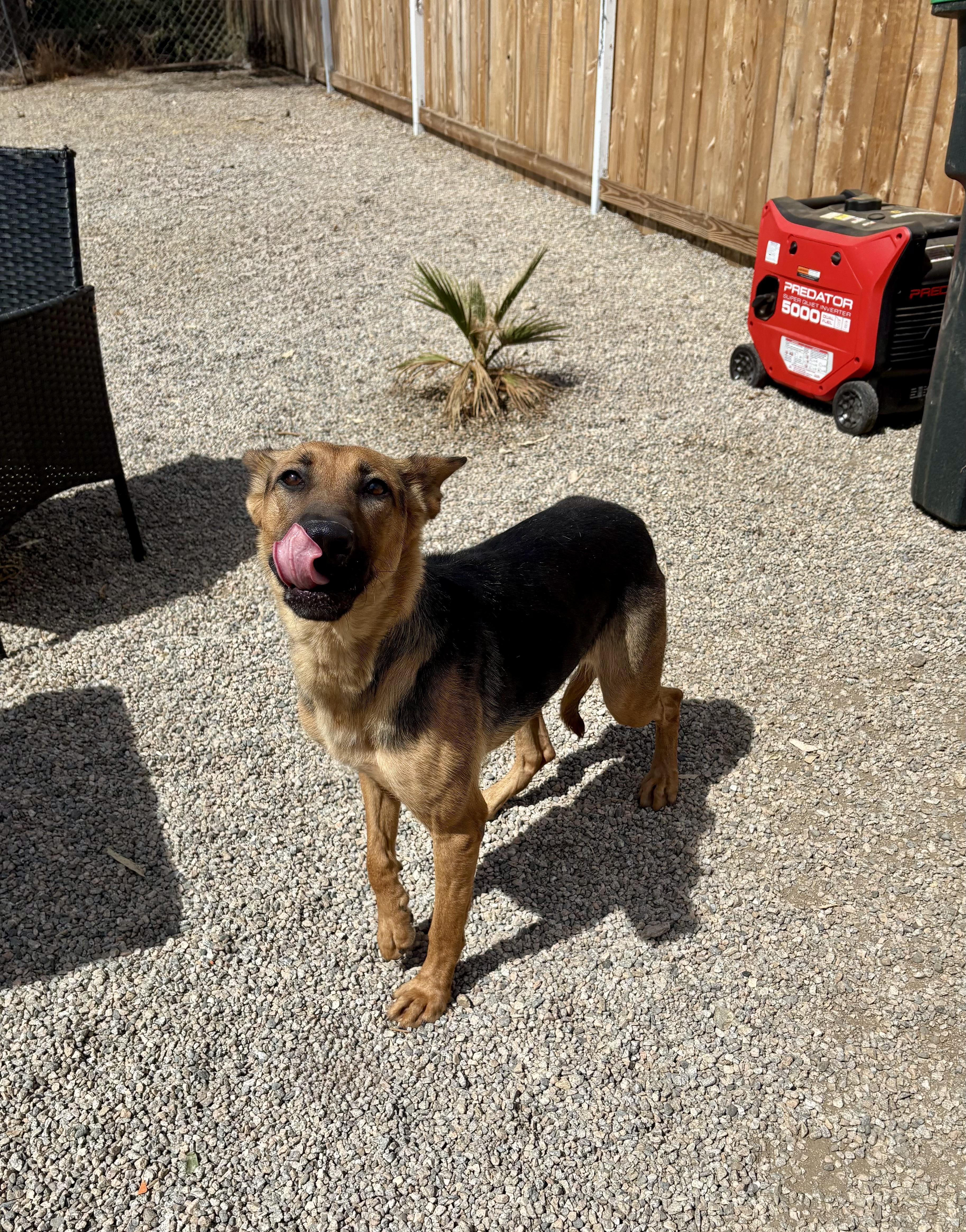 Enlarge MONA, an adopted German Shepherd Dog in Portland , OR image 5/6