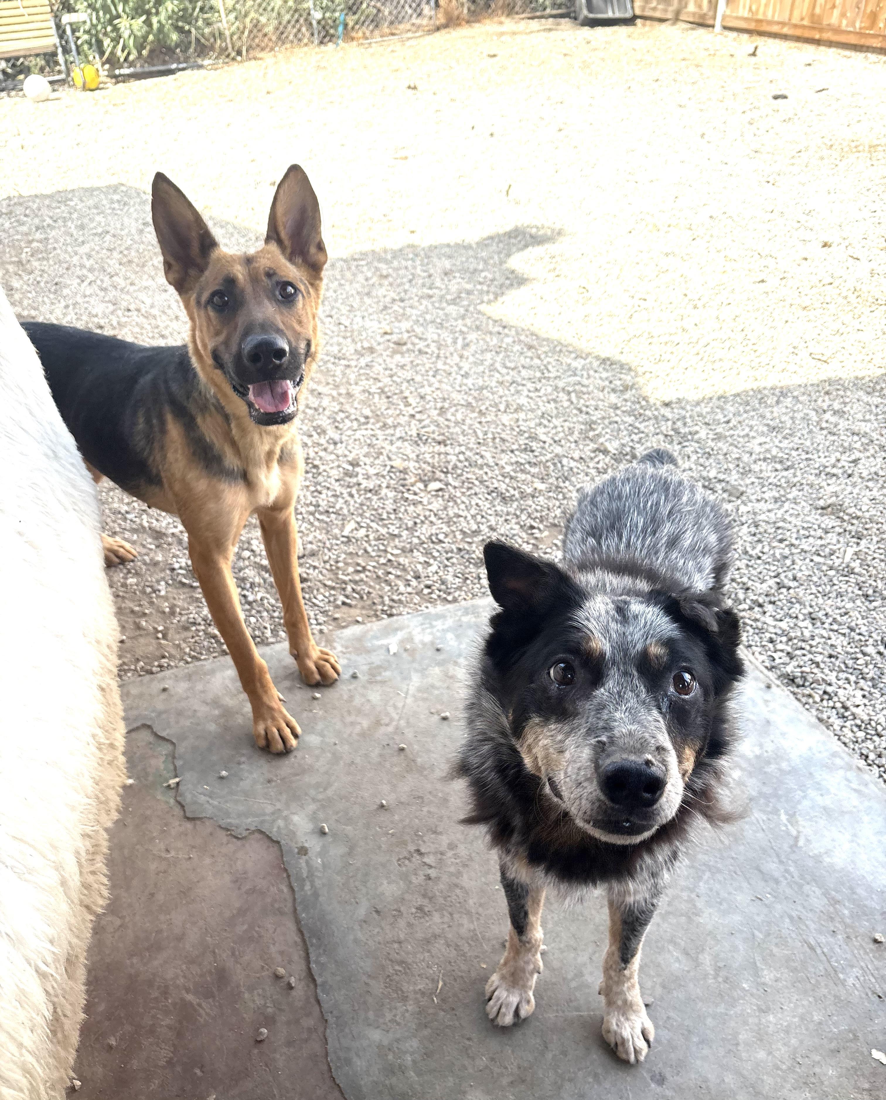 Enlarge MONA, an adopted German Shepherd Dog in Portland , OR image 2/6