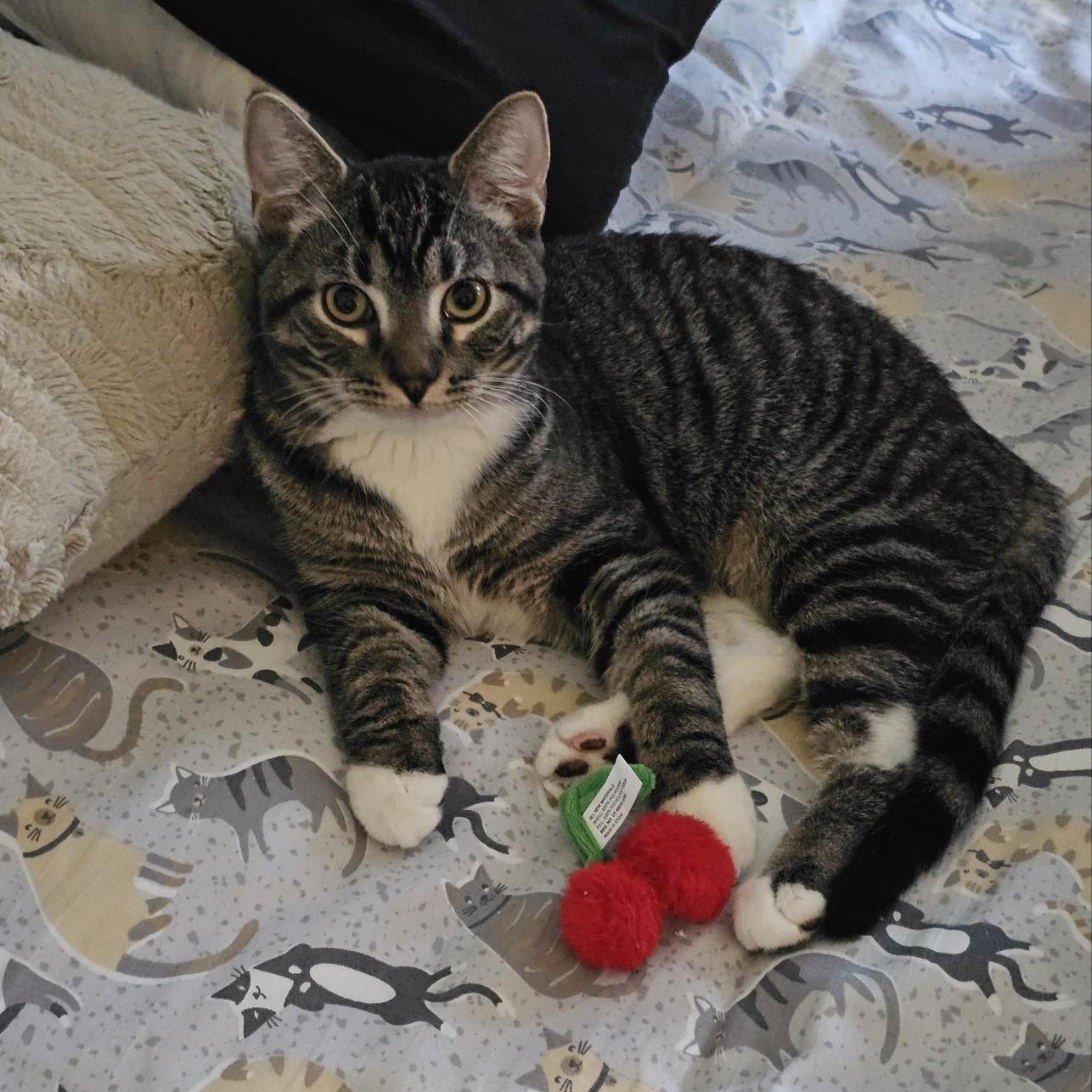 Bruno, adopted, Young Male Domestic Short Hair.