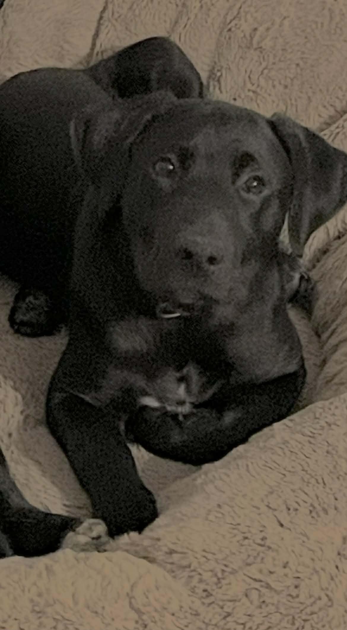 Enlarge Lucy, a ADOPTABLE mixed breed in Brattleboro, VT image 2/4