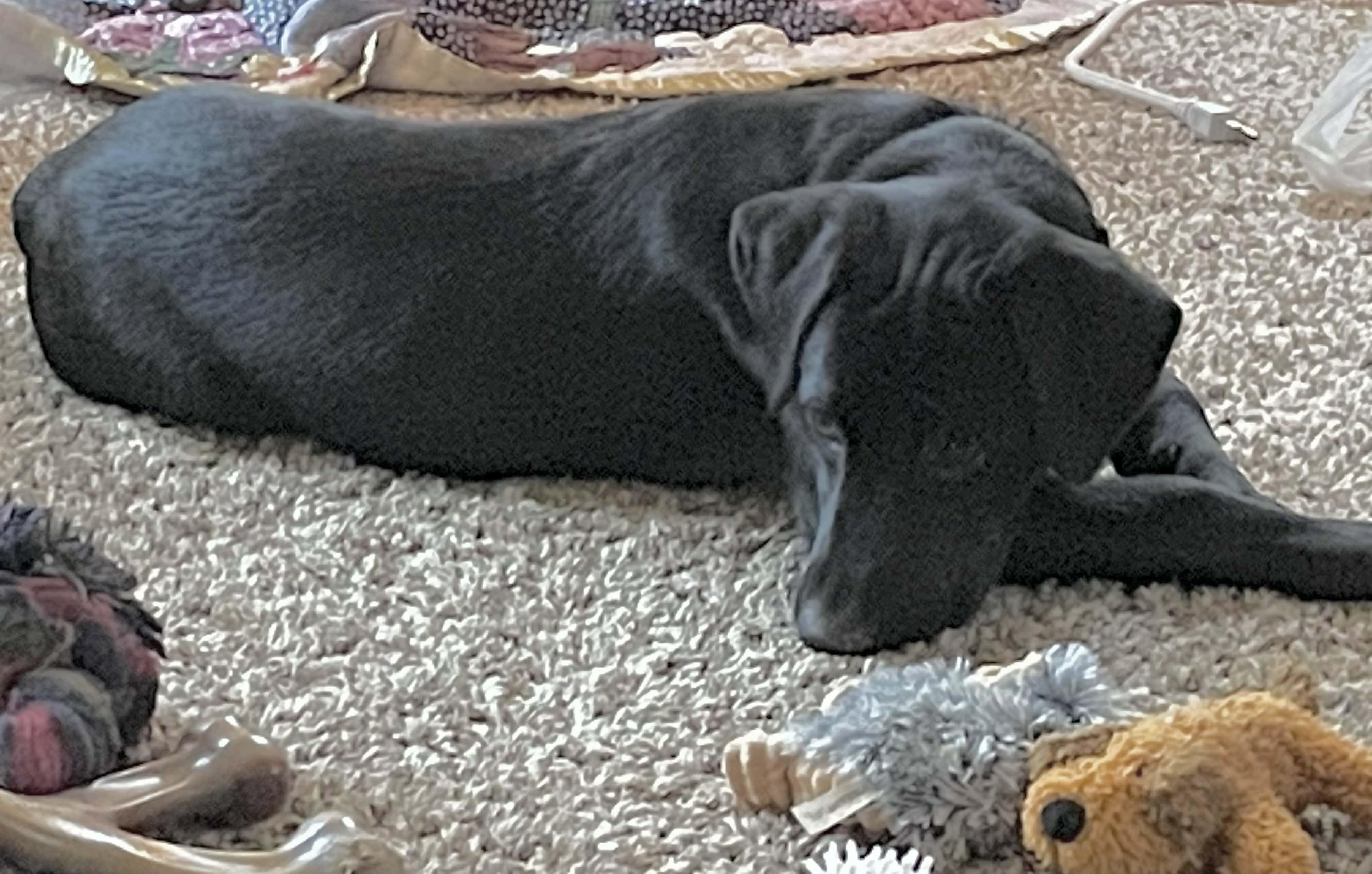 Enlarge Lucy, a ADOPTABLE mixed breed in Brattleboro, VT image 3/4