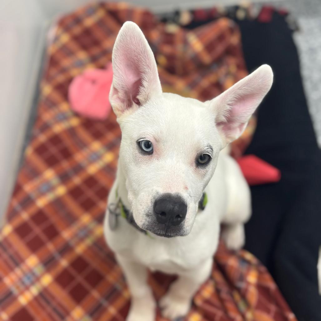 Enlarge Snow White, a Adoptable mixed breed in Brookfield, WI image 1/5