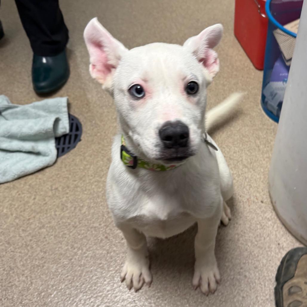 Enlarge Snow White, a Adoptable mixed breed in Brookfield, WI image 2/5