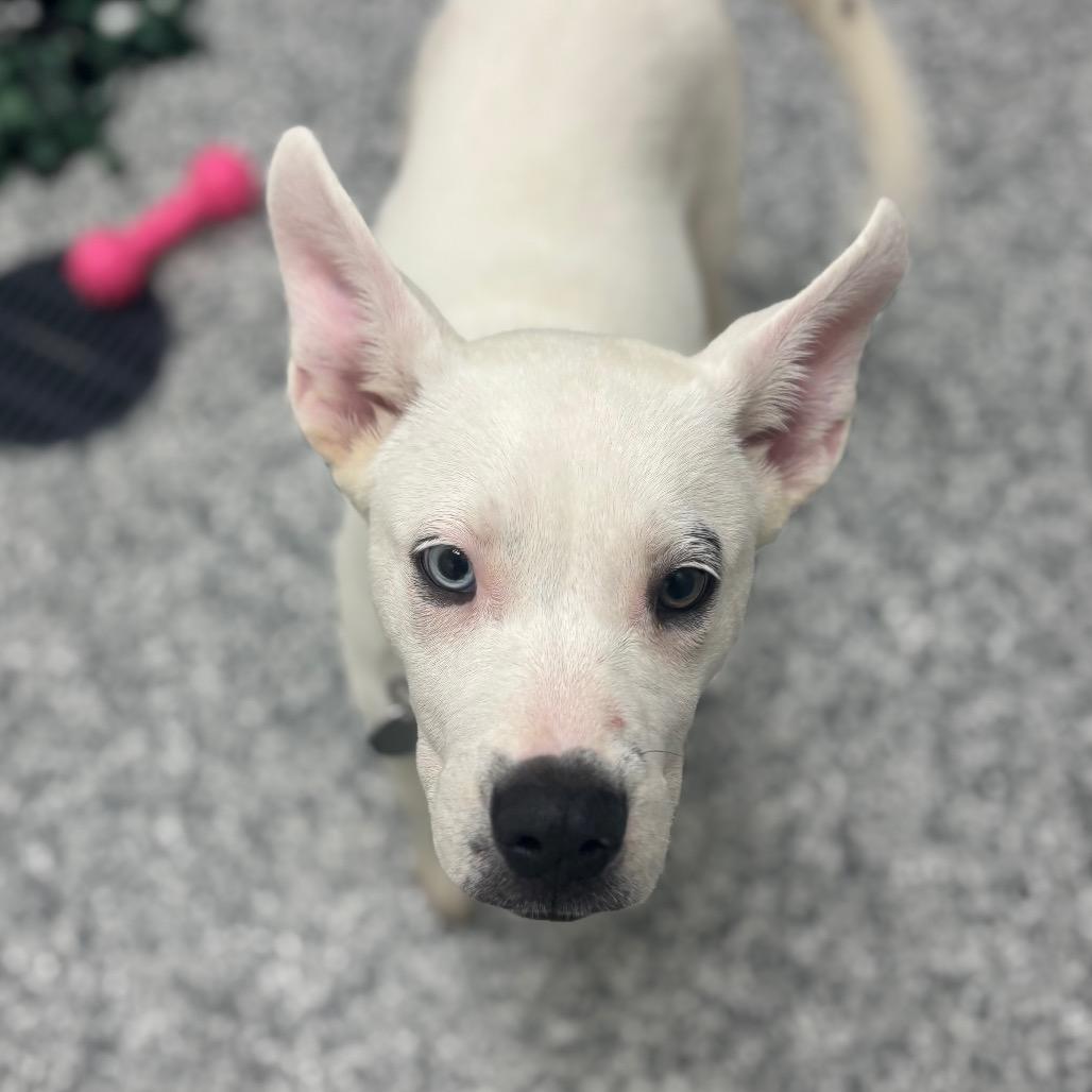 Enlarge Snow White, a Adoptable mixed breed in Brookfield, WI image 3/5