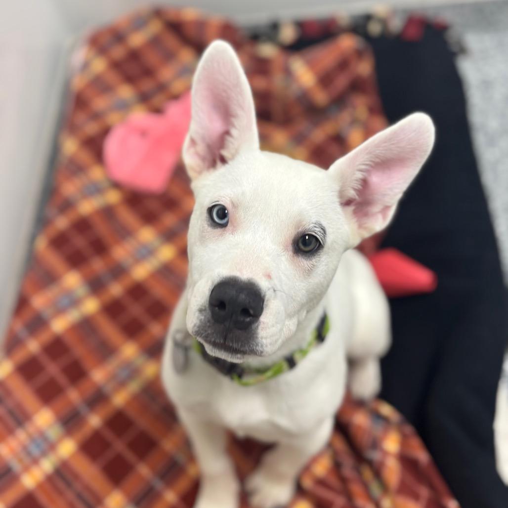 Enlarge Snow White, a Adoptable mixed breed in Brookfield, WI image 4/5