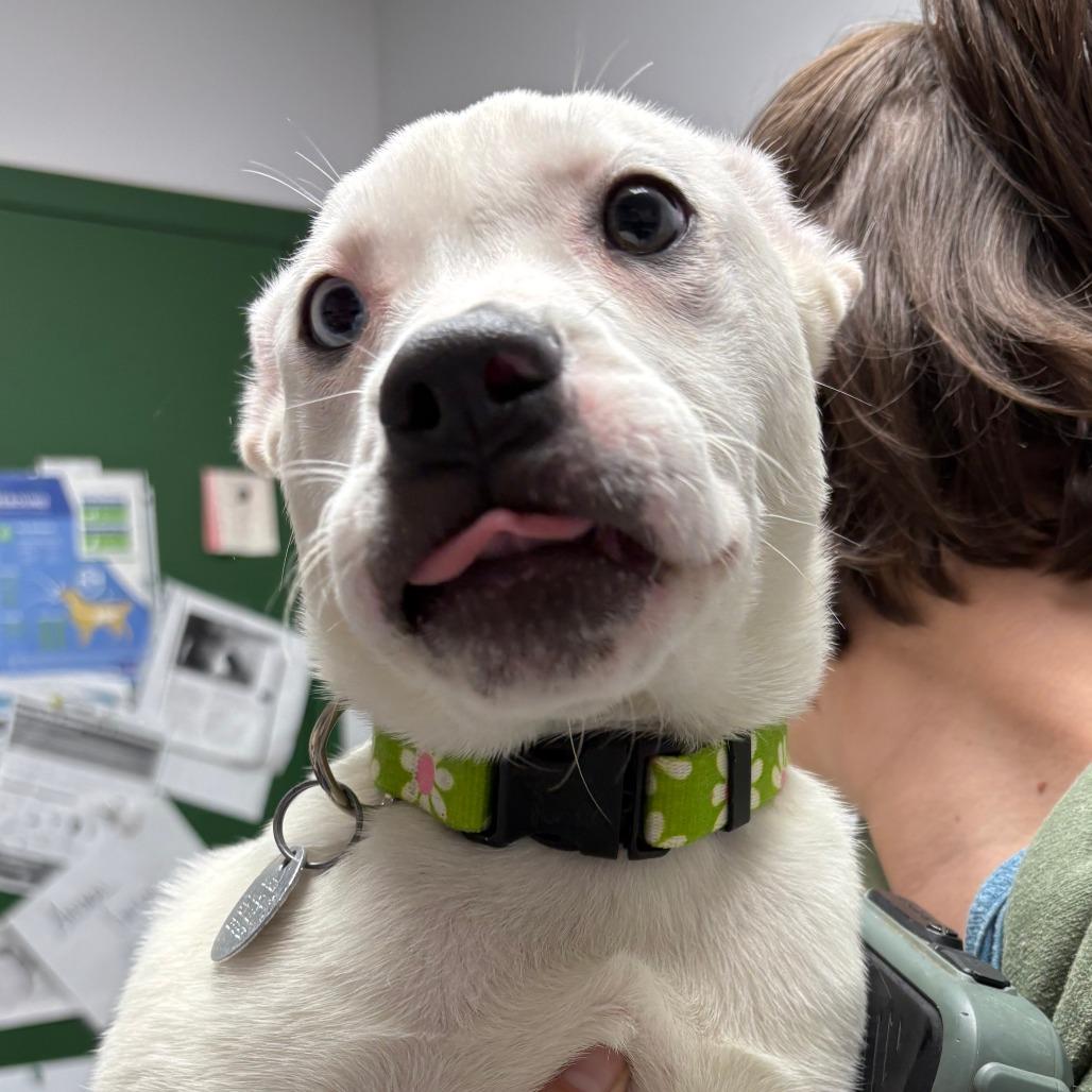 Enlarge Snow White, a Adoptable mixed breed in Brookfield, WI image 5/5