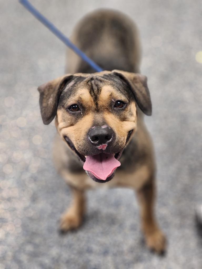 Saffron, Adoptable, Young Female Mastiff & Mixed Breed.