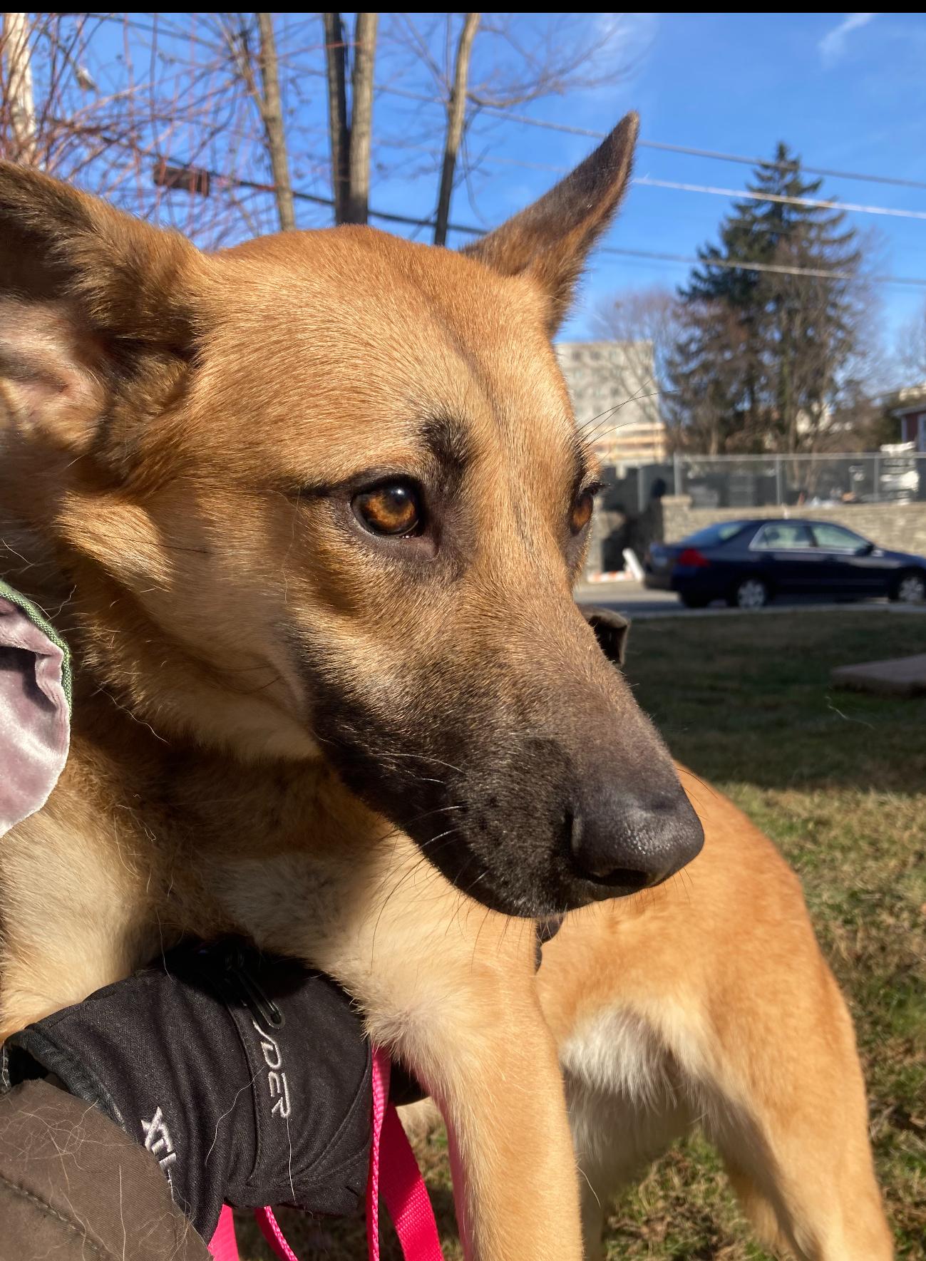 Enlarge claudia, a Adoptable mixed breed in Albany , NY image 2/2