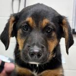 Enlarge Bonbon, an adopted mixed breed in Jefferson, WI image 1/1