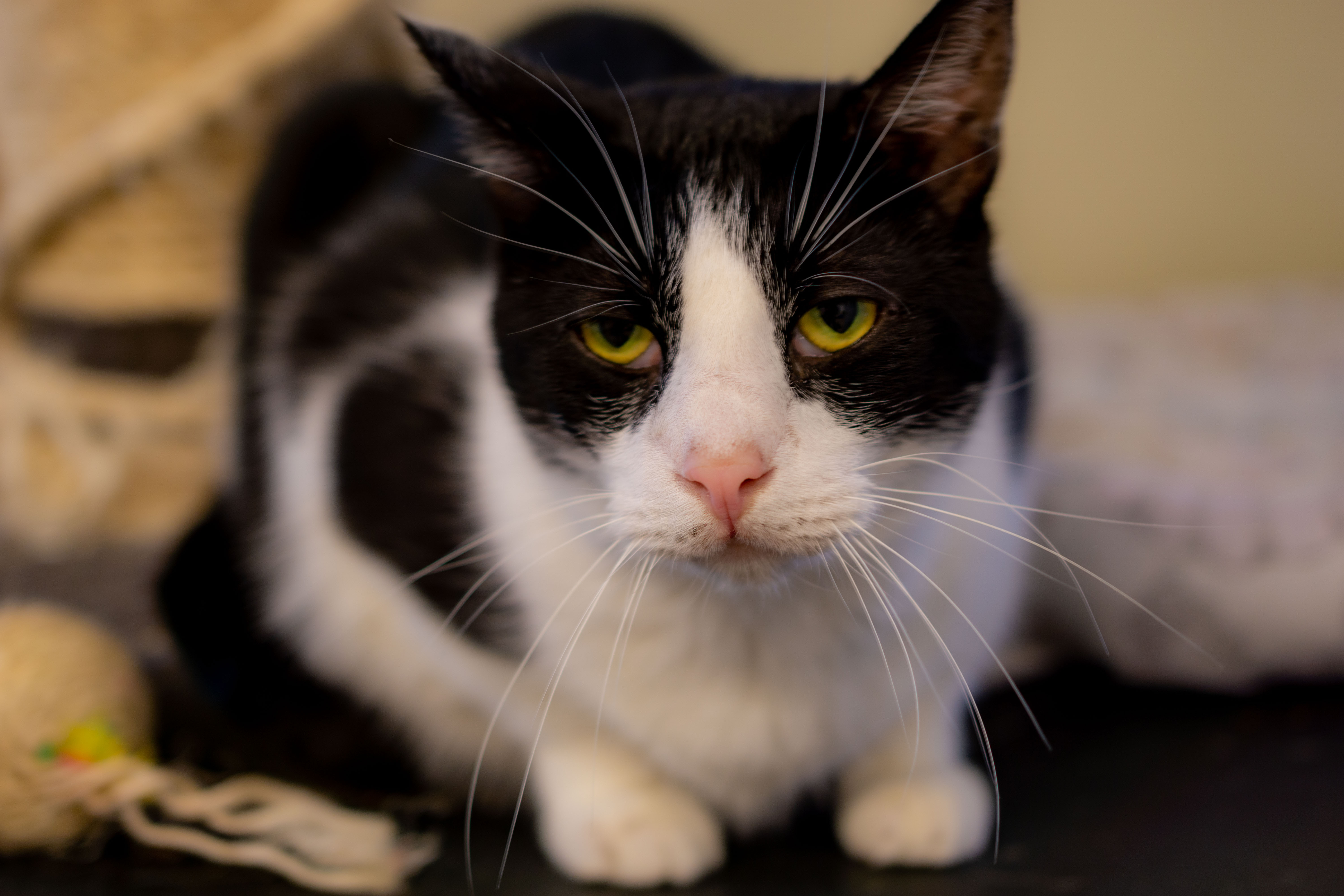 Enlarge Leon, a Adoptable Domestic Short Hair in Cape May Court House, NJ image 1/2