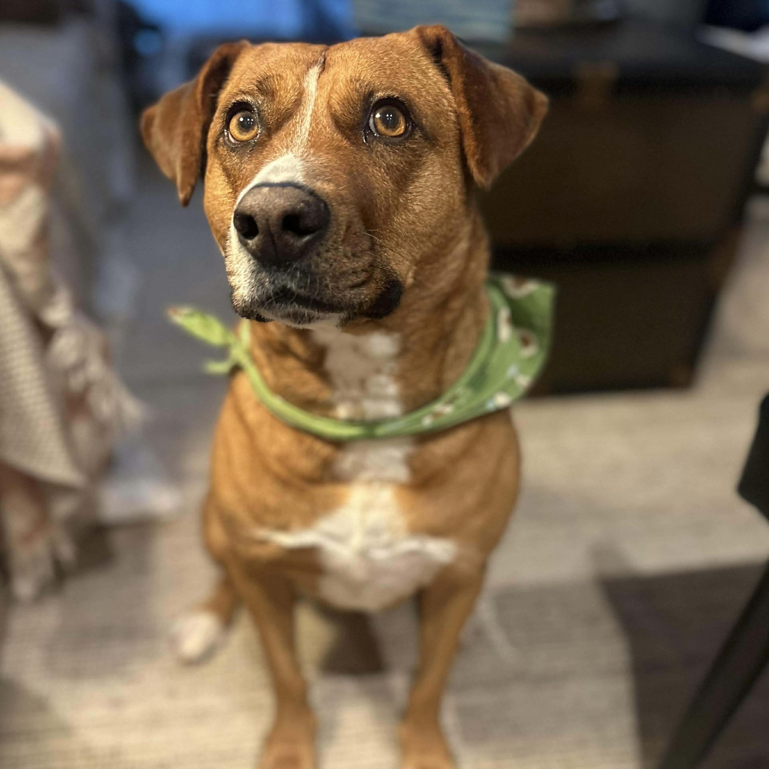 Enlarge Felice, a Adoptable mixed breed in Smiths Falls, ON image 4/6