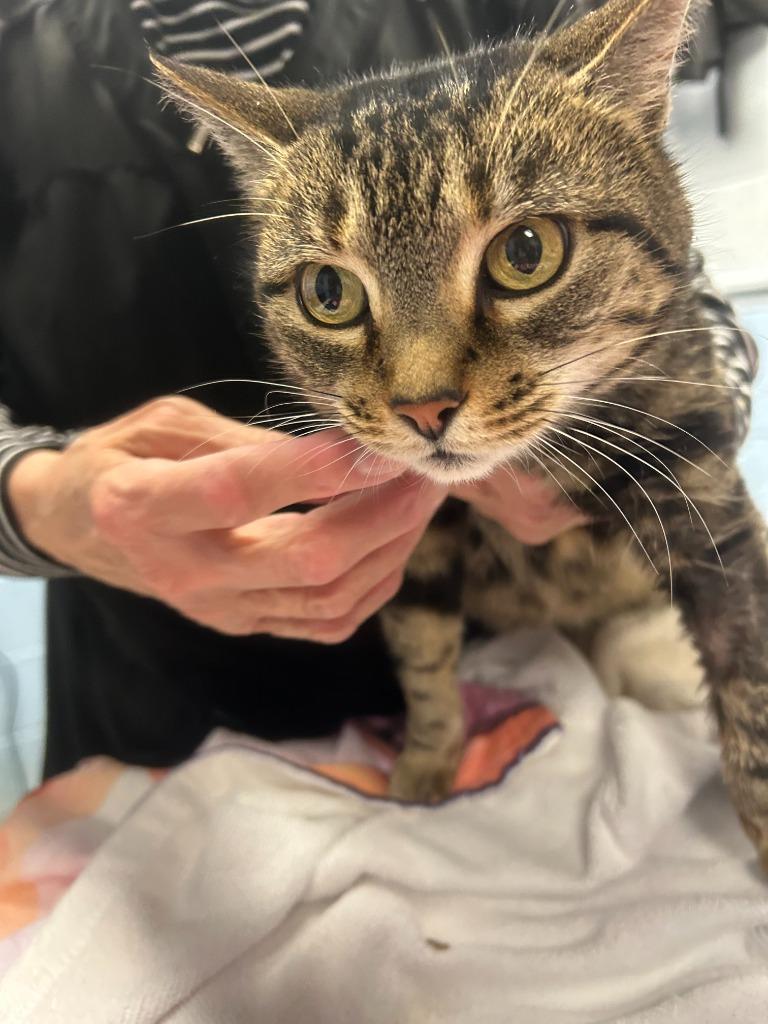 Precious, Adoptable, Adult Female Domestic Short Hair.