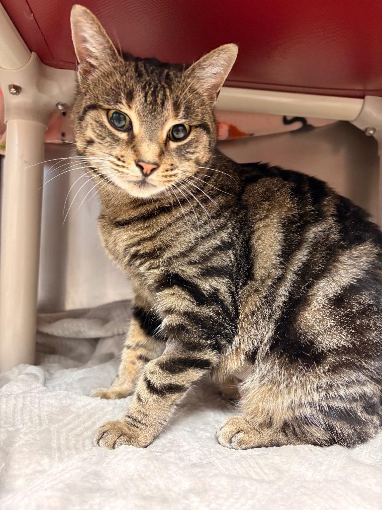 Precious, a Adoptable mixed breed in Detroit, MI image 2/2