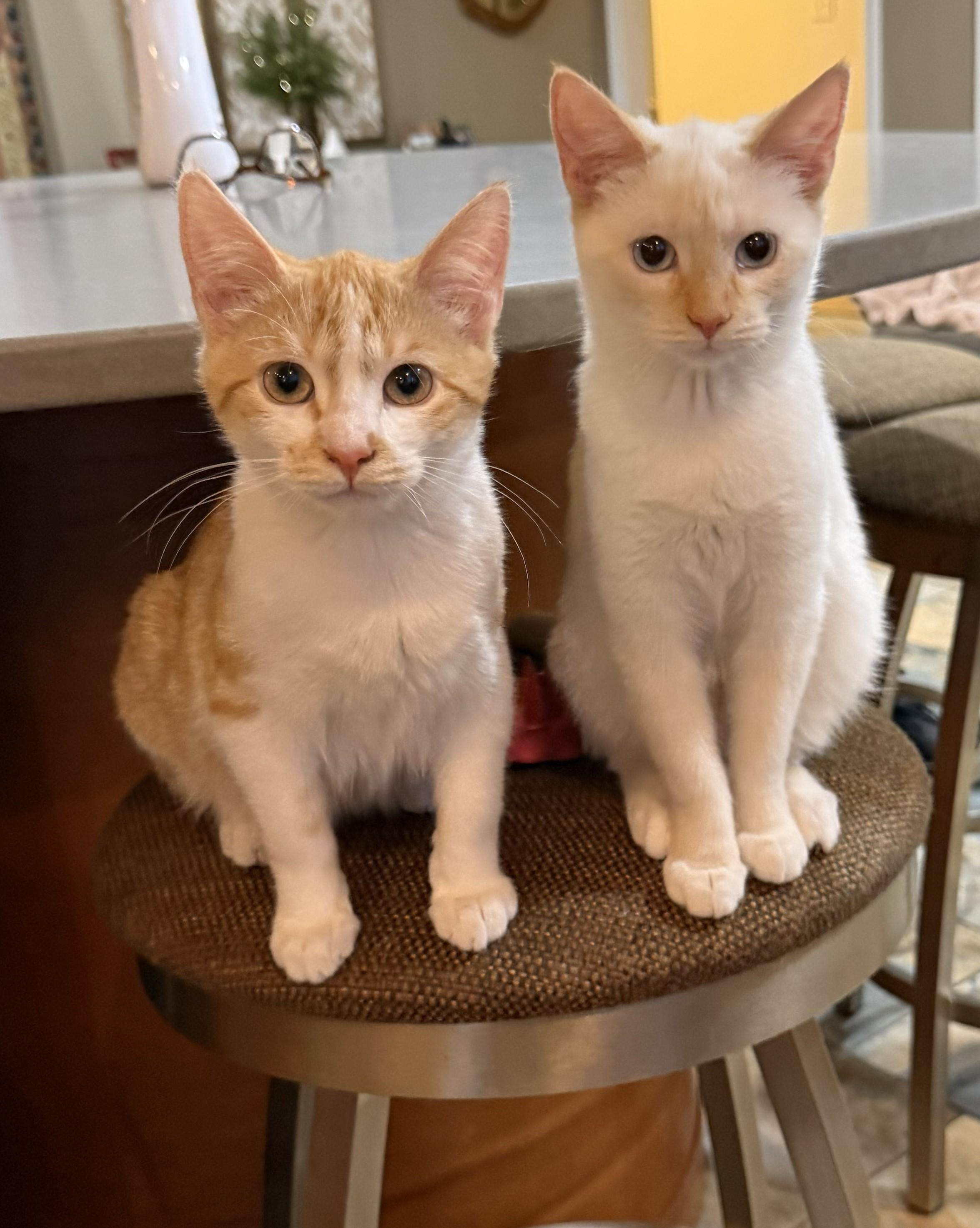 Stash and Olaf, ADOPTABLE, Kitten Male Domestic Short Hair.
