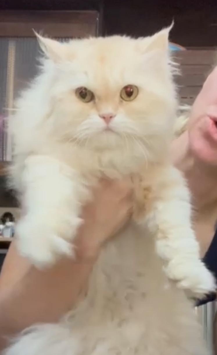 Darla - Yu Lan with White Halle & Loli, adopted, Young Female Ragdoll & Himalayan.