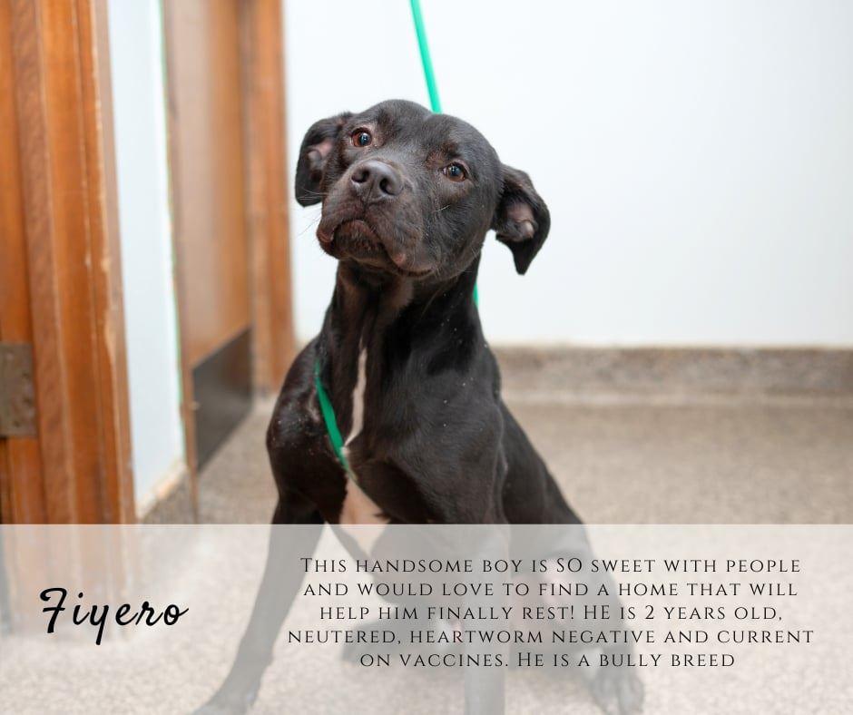 Enlarge Fiyero, a ADOPTABLE mixed breed in Junction City, KS image 1/1