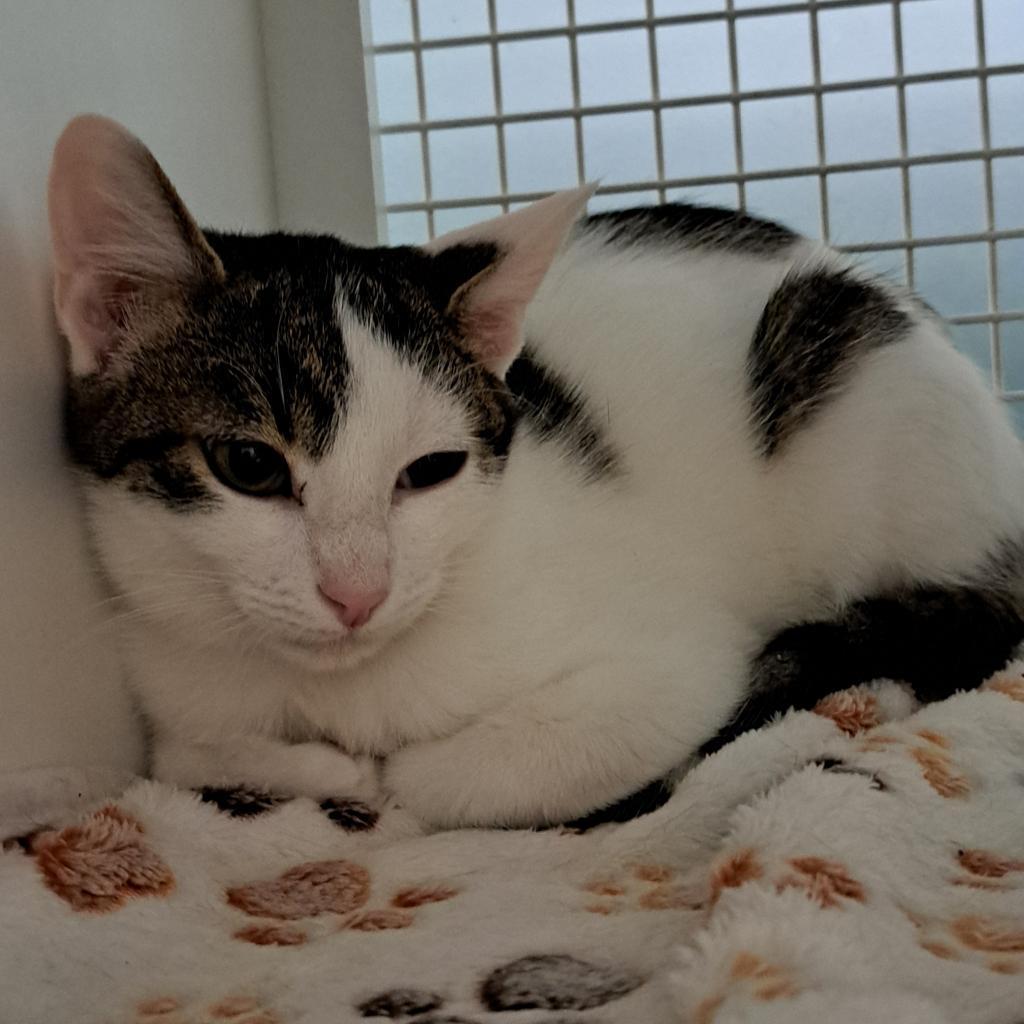 Enlarge Sushi Llanos (bonded with Wasabi), a Adoptable Domestic Short Hair in Merrifield, VA image 1/6