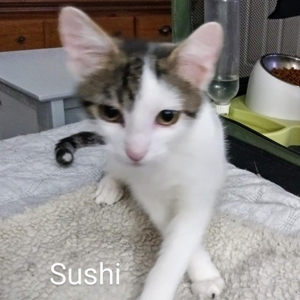 Enlarge Sushi Llanos (bonded with Wasabi), a Adoptable Domestic Short Hair in Merrifield, VA image 2/6