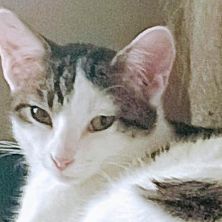 Enlarge Sushi Llanos (bonded with Wasabi), a Adoptable Domestic Short Hair in Merrifield, VA image 3/6