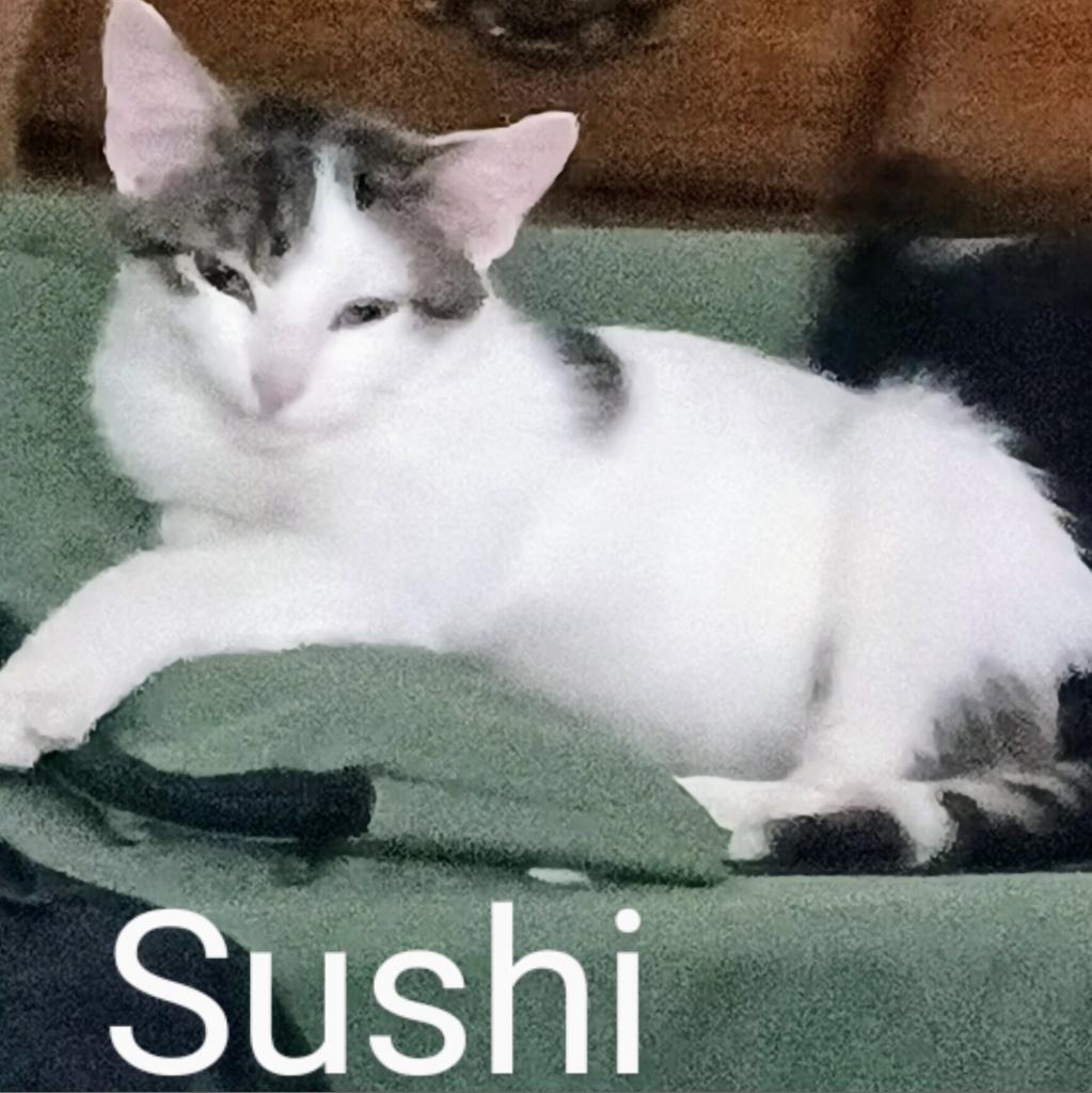 Enlarge Sushi Llanos (bonded with Wasabi), a Adoptable Domestic Short Hair in Merrifield, VA image 4/6