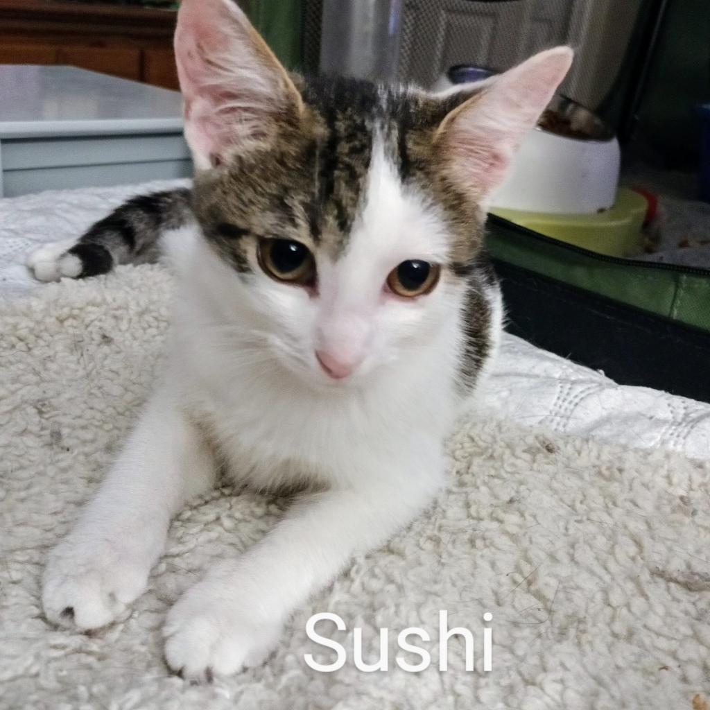 Enlarge Sushi Llanos (bonded with Wasabi), a Adoptable Domestic Short Hair in Merrifield, VA image 5/6