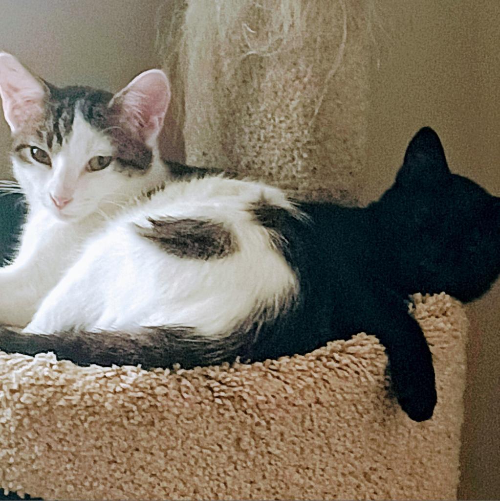 Enlarge Sushi Llanos (bonded with Wasabi), a Adoptable Domestic Short Hair in Merrifield, VA image 6/6