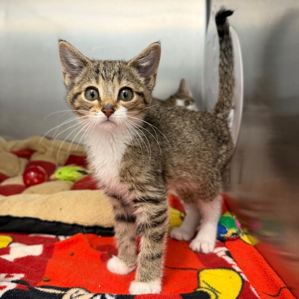 Enlarge Venus, a Adoptable Domestic Short Hair in Marshall, VA image 1/2