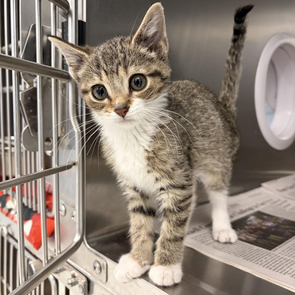 Enlarge Venus, a Adoptable Domestic Short Hair in Marshall, VA image 2/2