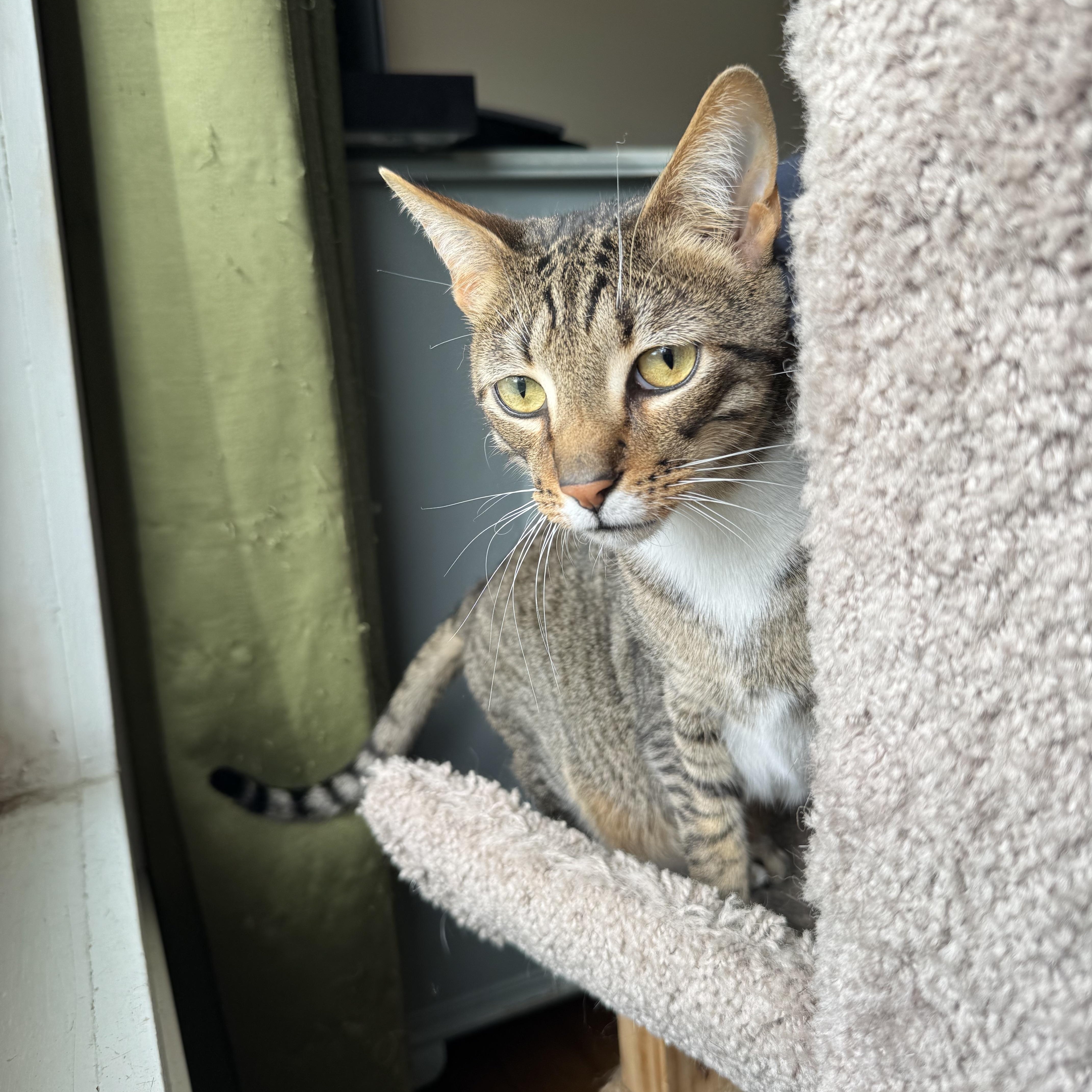 Enlarge Lime and Lemon, a ADOPTABLE Tabby in Mount Holly, NC image 3/4