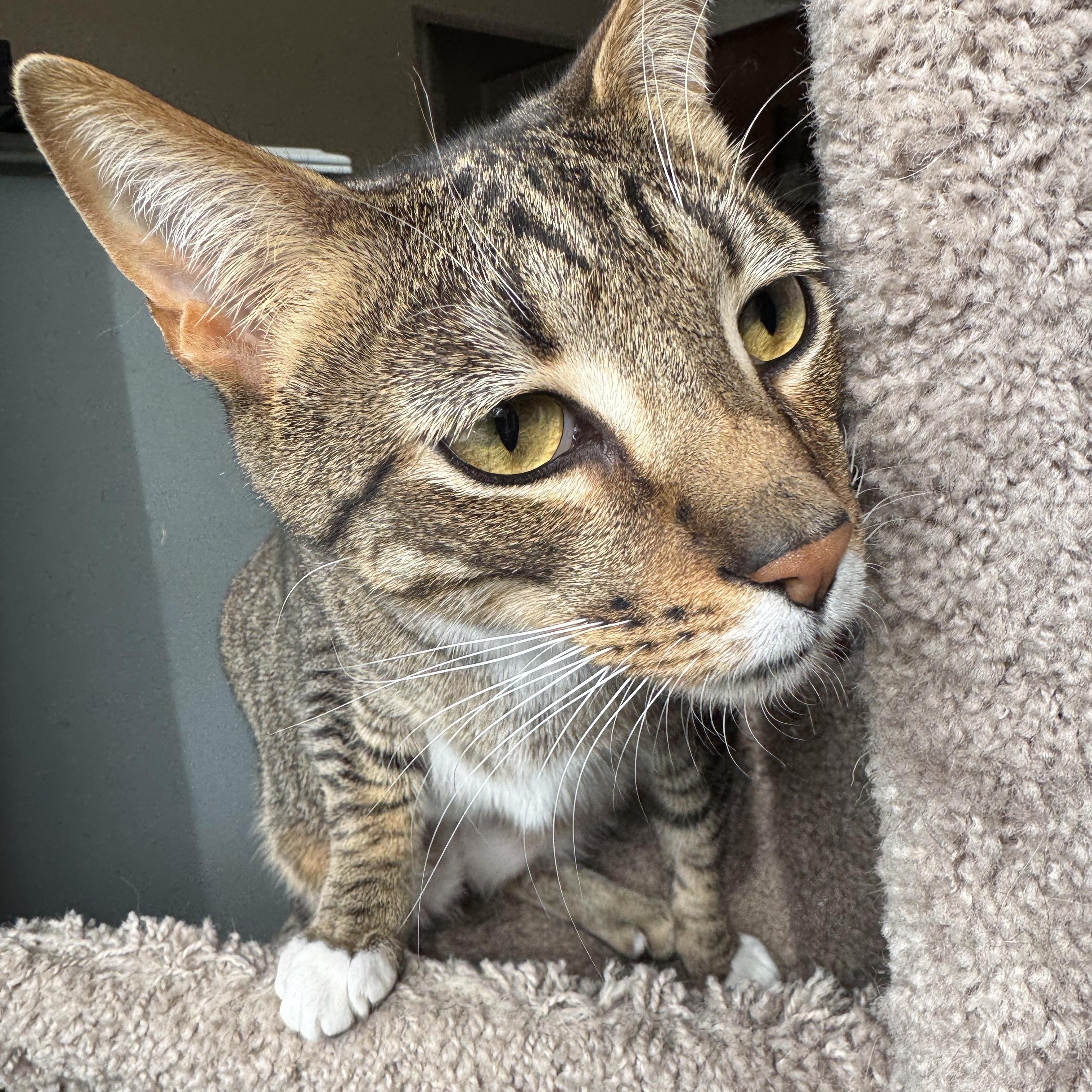Lime and Lemon, ADOPTABLE, Young Male Tabby.