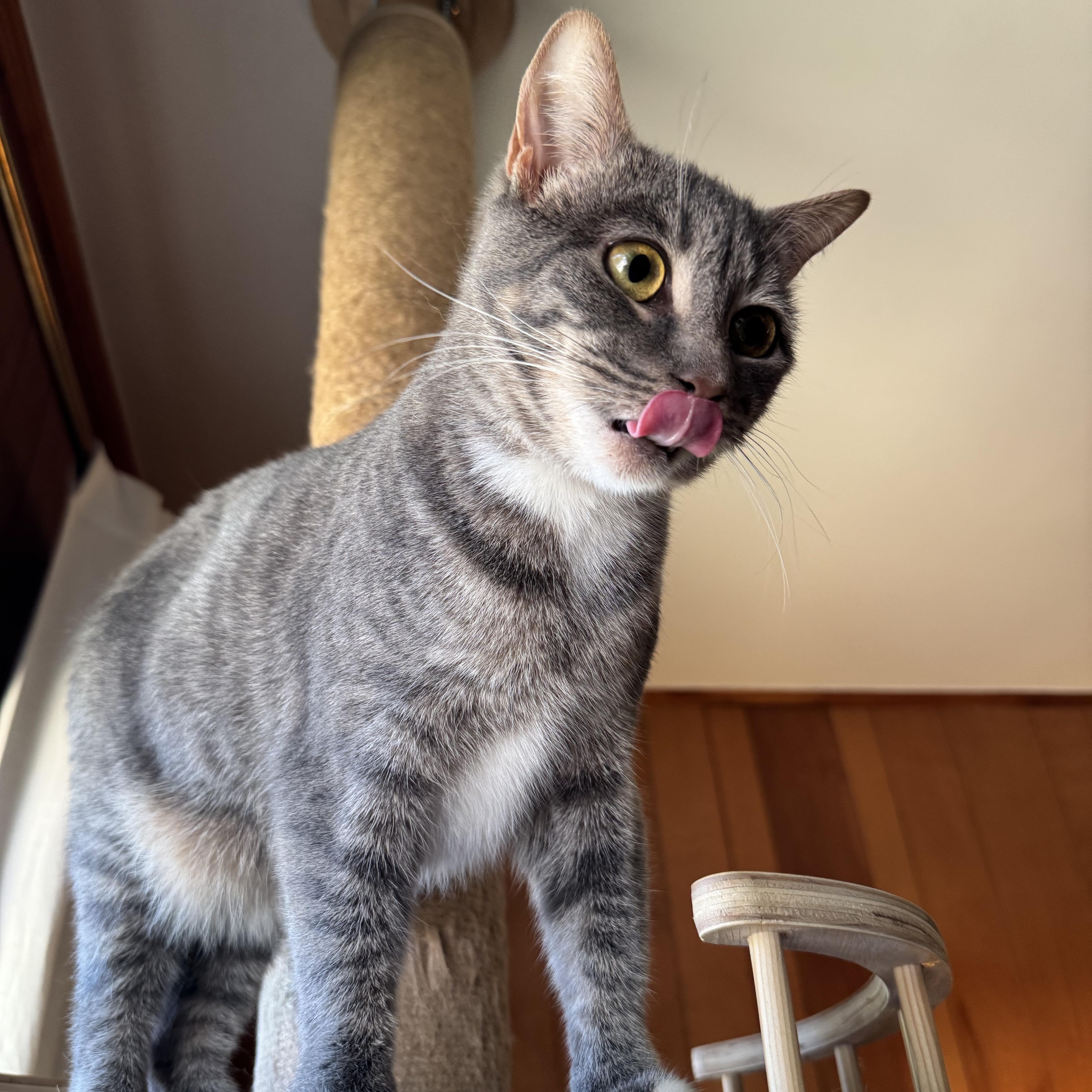 Lime and Lemon ( Bonded Pair ), ADOPTABLE, Young Male Tabby.