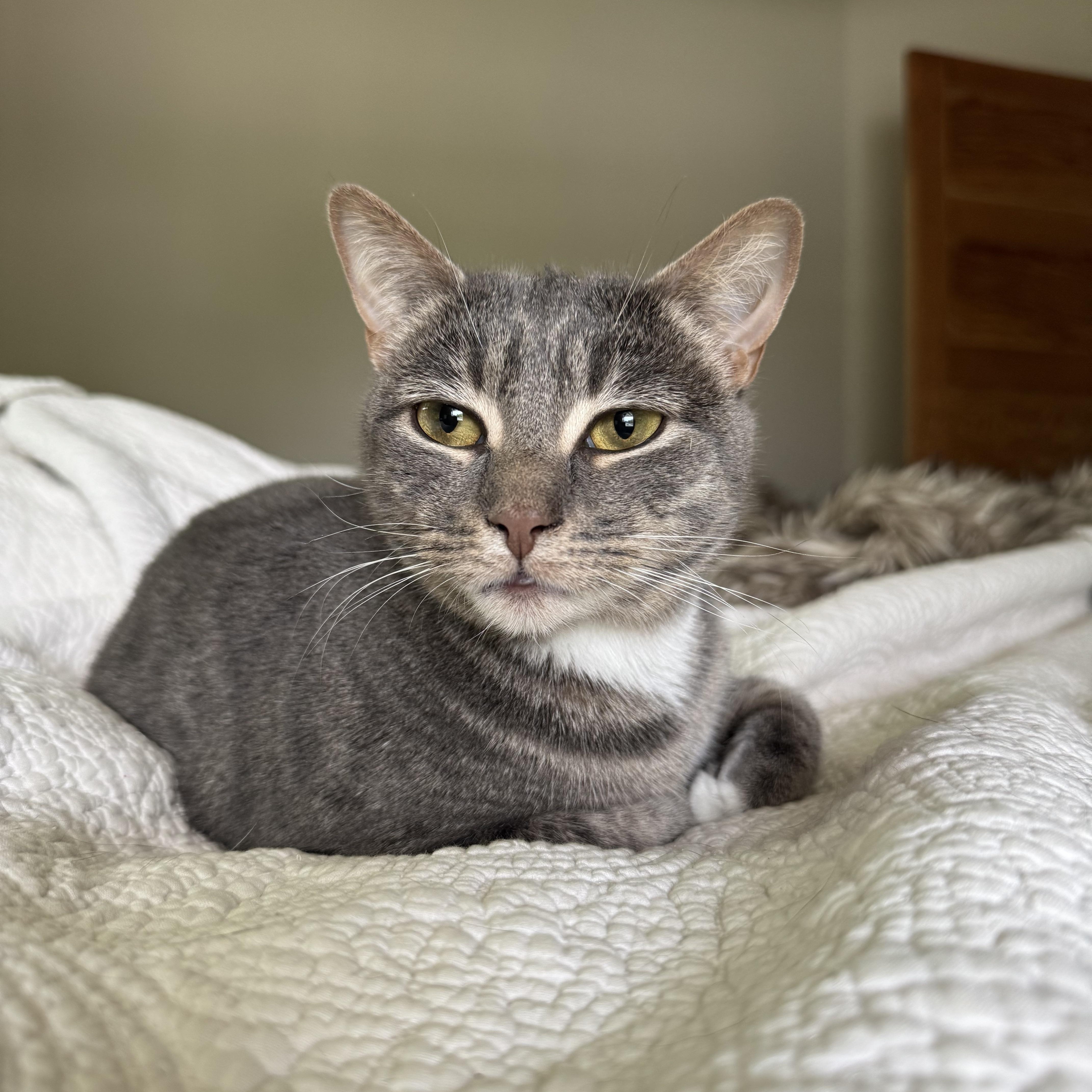 Lime and Lemon ( Bonded Pair ), a ADOPTABLE Tabby in Mount Holly, NC image 3/4