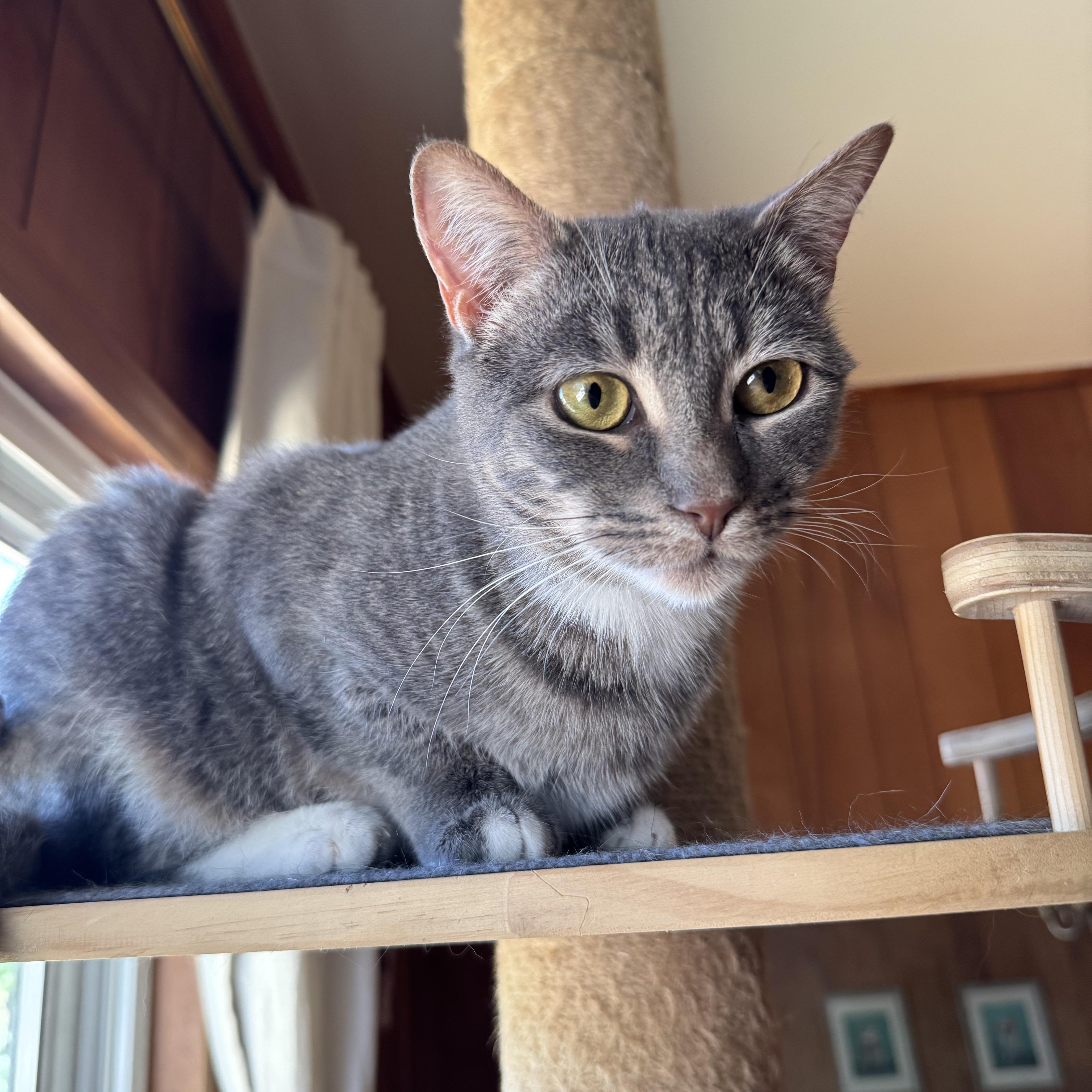 Enlarge Lime and Lemon, a ADOPTABLE Tabby in Mount Holly, NC image 4/4